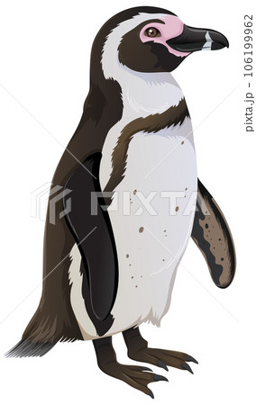 Humboldt Penguin on White Background 106199962
