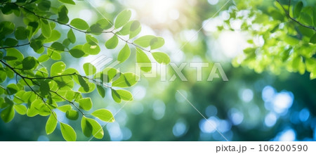 木漏れ日と美しい緑のパノラマ背景：AI作品 106200590