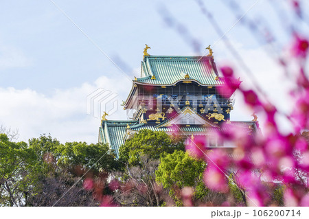 大阪城梅林から見る大阪城天守閣　満開の梅の花 106200714