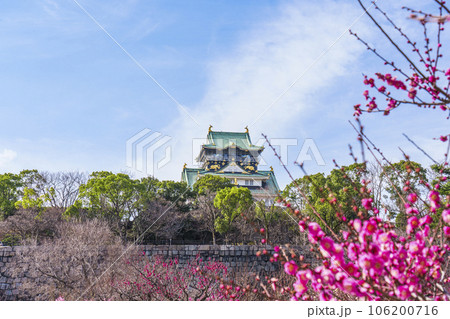 大阪城梅林から見る大阪城天守閣 満開の梅の花 大阪城梅林から見る大阪城天守閣 満開の梅の花 106200716