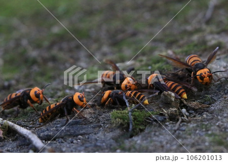 オオスズメバチ オオスズメバチ 106201013