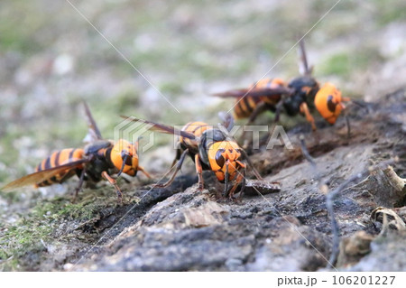 オオスズメバチ 106201227