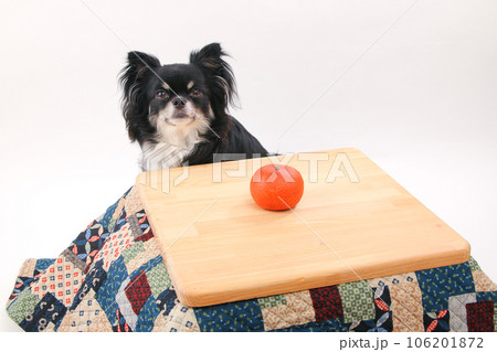 こたつで暖まる小型犬のチワワ こたつで暖まる小型犬のチワワ 106201872