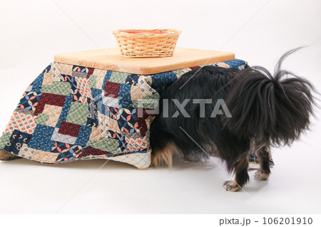 こたつの中に潜り込む小型犬のチワワ こたつの中に潜り込む小型犬のチワワ 106201910