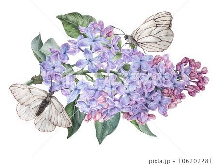 Composition of a butterfly on a lilac flower. Watercolor botanical illustration. Hand drawn clipart isolated on a white background. An insect with white wings on a purple flowering bush. For prints Composition of a butterfly on a lilac flower. Watercolor botanical illustration. Hand drawn clipart isolated on a white background. An insect with white wings on a purple flowering bush. For prints 106202281