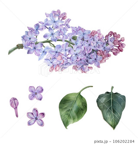 Branch of purple lilac. Flowers and leaves separately set. Watercolor botanical illustration. Hand drawn clipart isolated on a white background. Inflorescence of a shrub. For stickers, prints Branch of purple lilac. Flowers and leaves separately set. Watercolor botanical illustration. Hand drawn clipart isolated on a white background. Inflorescence of a shrub. For stickers, prints 106202284