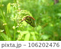 ツボミにとまるモンカゲロウ 106202476