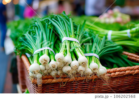 Bunch of fresh green onions at the market....のイラスト素材 [106202568] - PIXTA