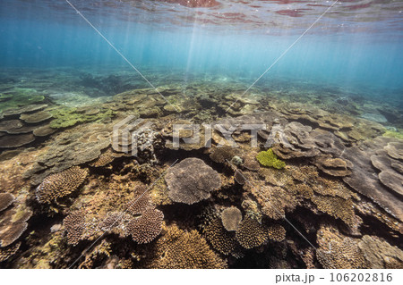沖縄北部の美しい珊瑚礁 106202816