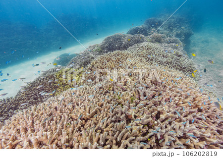 美しい珊瑚礁と熱帯魚 106202819
