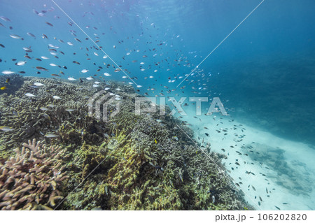 美しい海に住んでいる熱帯魚の群れ 美しい海に住んでいる熱帯魚の群れ 106202820