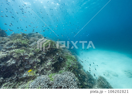 沖縄北部の水中風景 106202821