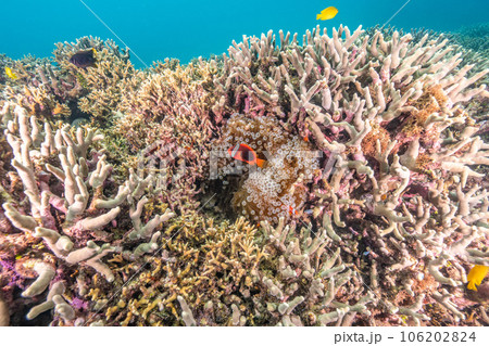 美しいイソギンチャクに住むクマノミ 美しいイソギンチャクに住むクマノミ 106202824
