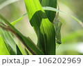 脱皮中のツチイナゴ 106202969