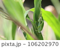 脱皮中のツチイナゴ 106202970
