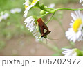 花びらにとまるエサキモンキツノカメムシ 106202972