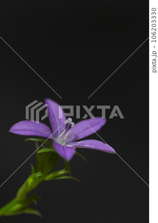 黒背景に紫色の花 106203330