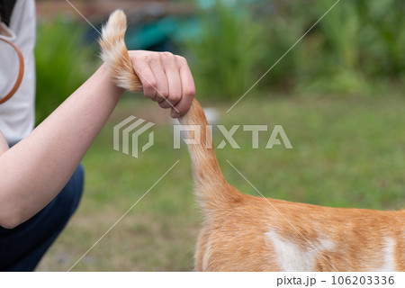 猫を撫でる 茶白猫 猫を撫でる 茶白猫 106203336