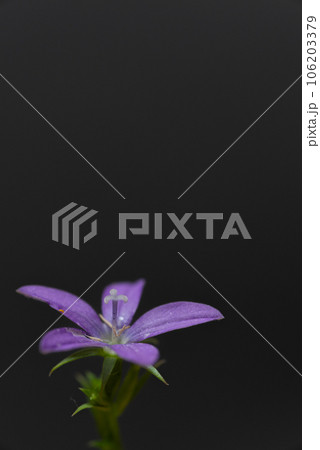 黒背景に紫色の花 106203379