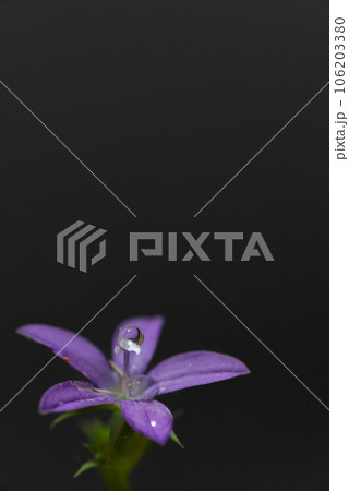 黒背景に紫色の花 106203380