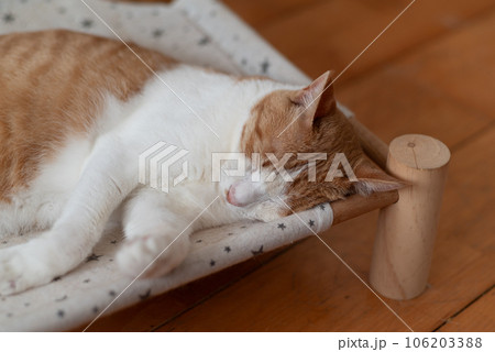 眠る猫　茶トラ白 106203388