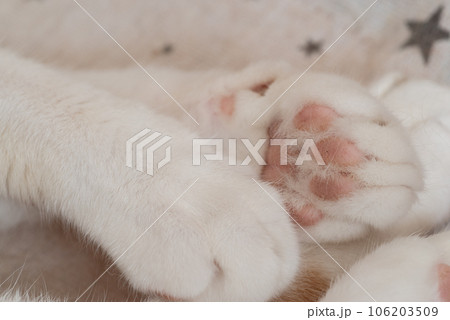 可愛い猫の手 106203509