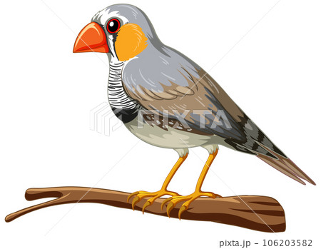 The zebra finch bird standing on the white background The zebra finch bird standing on the white background 106203582