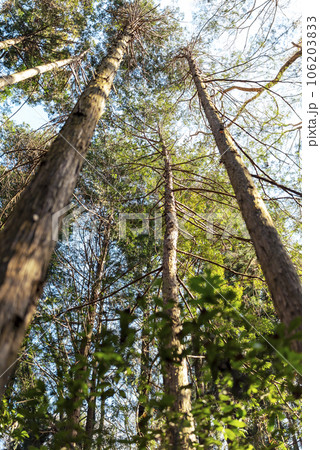 冬の山道 晴れ イメージ 【神奈川県】 106203833