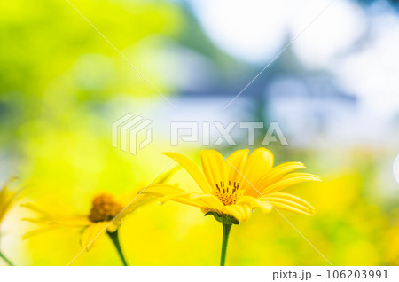夏の花 サンビタリア 夏の花 サンビタリア 106203991