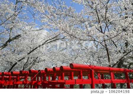 桜 桜 106204198