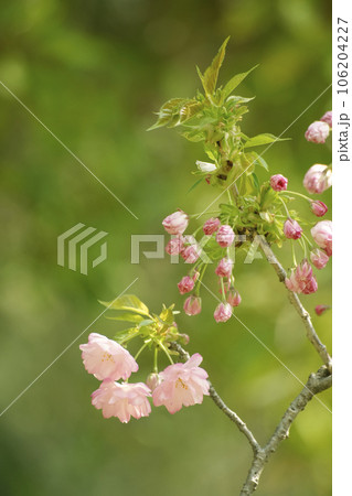 八重桜 106204227