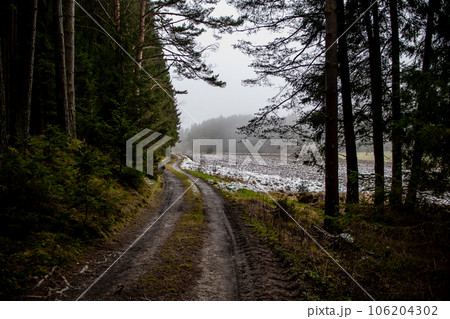 Abandoned Conifer Forest With Narrow Gravel Road In Lower Austria (Waldviertel) In Austria 106204302