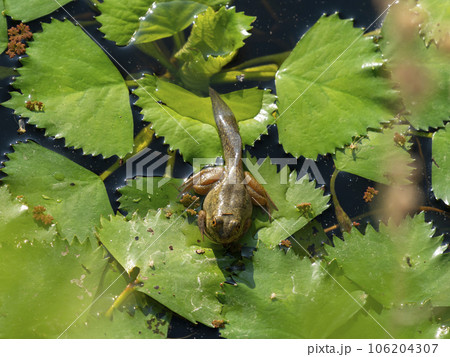 浮き草に乗るウシガエルの幼体 浮き草に乗るウシガエルの幼体 106204307