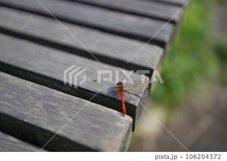 Red dragonfly sits on wooden garden bench 106204372