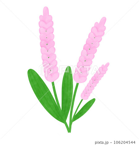 hydrangea,flower,nature 106204544