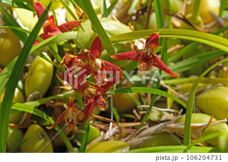 マキシラリアの花 マキシラリアの花 106204731