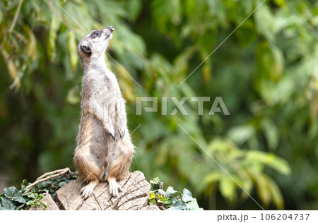Meerkat (Suricata suricatta) on watch-duty, selective focus Meerkat (Suricata suricatta) on watch-duty, selective focus 106204737