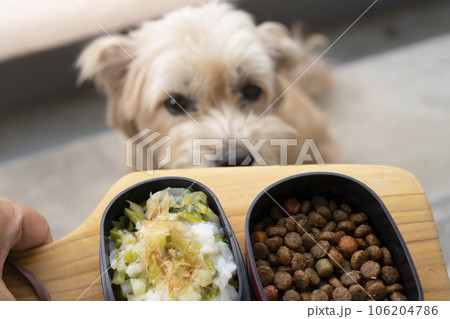 愛犬のための手作りごはんとドライフードを食べたいわんこ 106204786