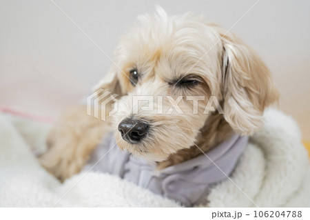ウインクするアプリコットの小型犬【マルプー・トイプードル】 106204788