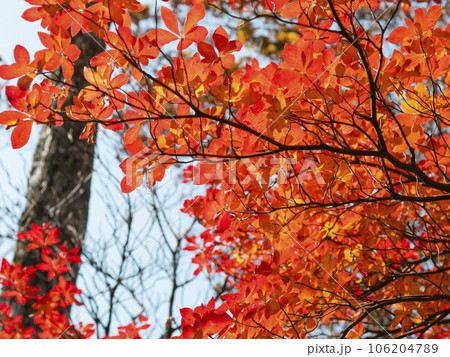 真っ赤に紅葉したヤマツツジ 106204789