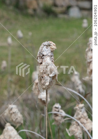 蒲の綿毛 蒲の綿毛 106204901