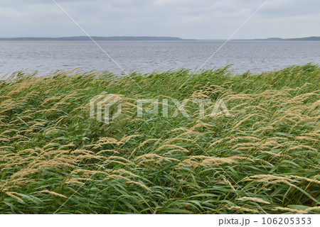 【北海道浜当別町】クッチャロ湖の湖岸風景 106205353