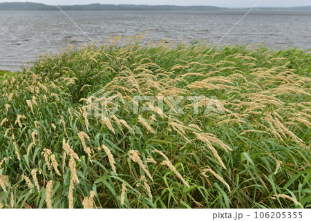 【北海道浜当別町】クッチャロ湖の湖岸風景 【北海道浜当別町】クッチャロ湖の湖岸風景 106205355