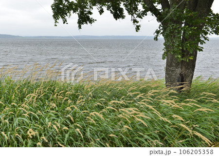 【北海道浜当別町】クッチャロ湖の湖岸風景 106205358
