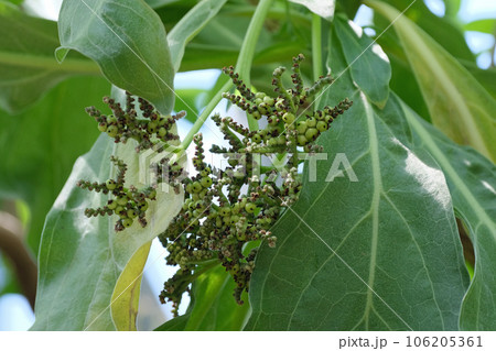 モンパノキの果実 モンパノキの果実 106205361