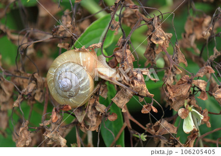 カタツムリの接写 106205405