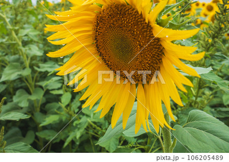 雨に打たれションボリしているヒマワリ 106205489