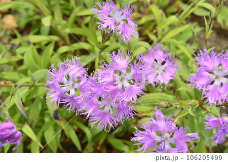 【北海道浜頓別町】ベニヤ原生花園の野草（エゾカワラナデシコ） 106205499