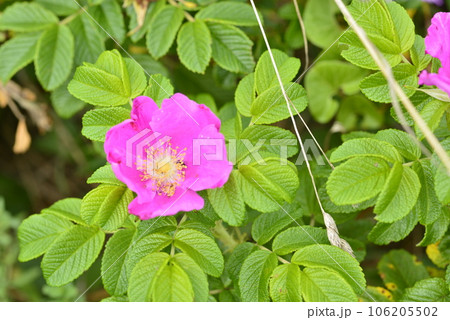 【北海道浜頓別町】ベニヤ原生花園の野草（ハマナス） 106205502