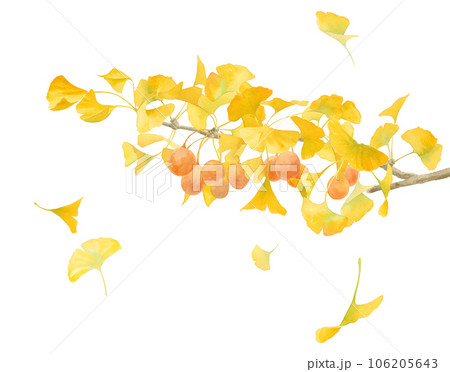 黄色に色づいたイチョウの水彩イラスト。風で散る落ち葉（実付き）。秋の自然素材。 106205643